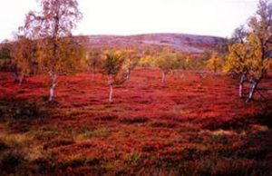 kuva-ruska